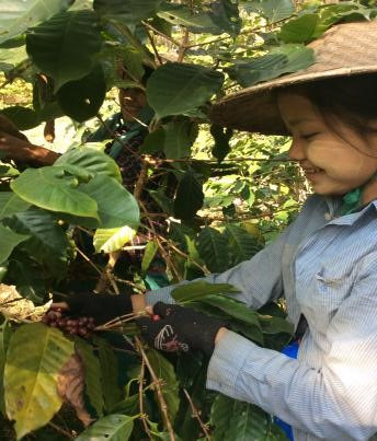 ミャンマーでのコーヒー栽培の様子