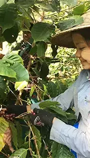 コーヒーの実の収穫風景