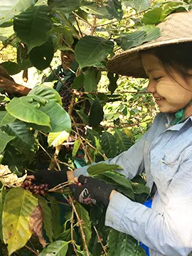 コーヒー豆収穫の様子